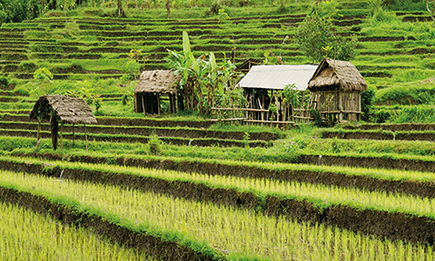 Ricefields and wooden huts seen from a Bali yacht charter